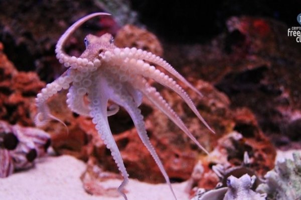 Kra28.at